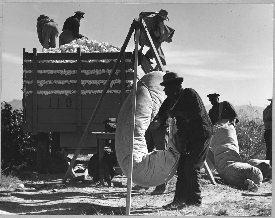 Cortaro Farms, Pinal County, Arizona. Cotton pickers weigh, haul, and dump their sacks at the cotton . . . - NARA - 522201