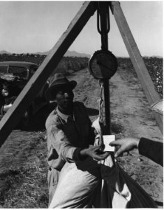 Cortaro Farms, Pinal County, Arizona. Picker on Cortaro Farms receives his ticket, punched by the we . . . - NARA - 522504