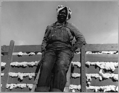 Cortaro Farms, Pinal County, Arizona. Migratory cotton picker on Cortaro Farms. - NARA - 522194