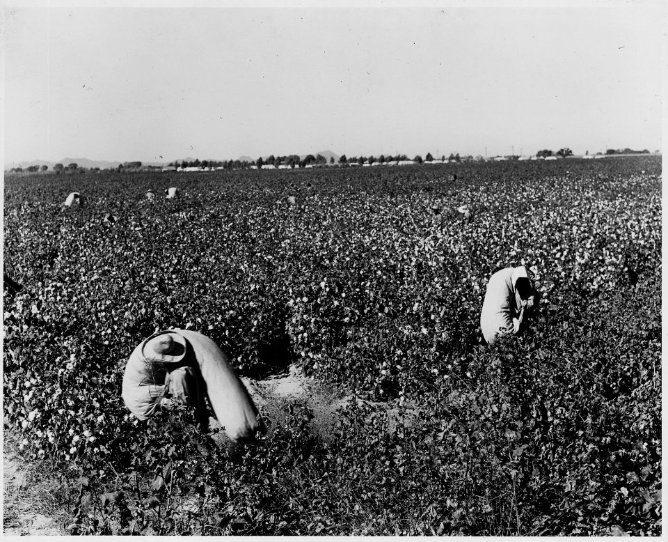 Cortaro Farms, Pinal County, Arizona. Migrant picker bringing cotton from the field. Wages $.75 per . . . - NARA - 522506