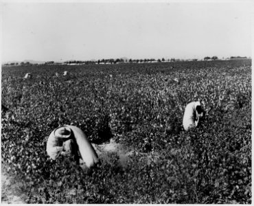 Cortaro Farms, Pinal County, Arizona. Migrant picker bringing cotton from the field. Wages $.75 per . . . - NARA - 522506