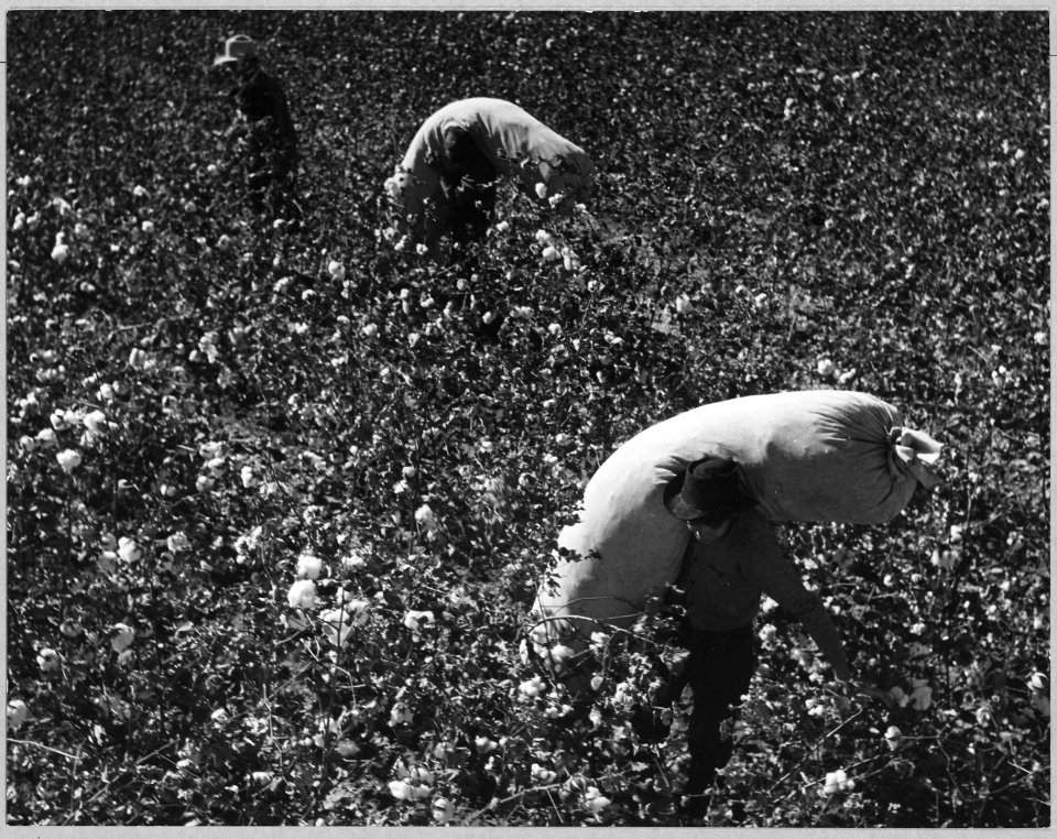 Cortaro Farms, Pinal County, Arizona. Cotton pickers with full sacks make their way through the fiel . . . - NARA - 522011