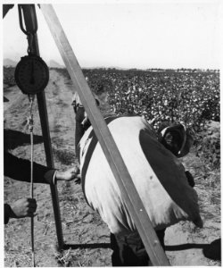 Cortaro Farms, Pinal County, Arizona. Weighing cotton at the truck. Negro woman picker brings in her . . . - NARA - 522503
