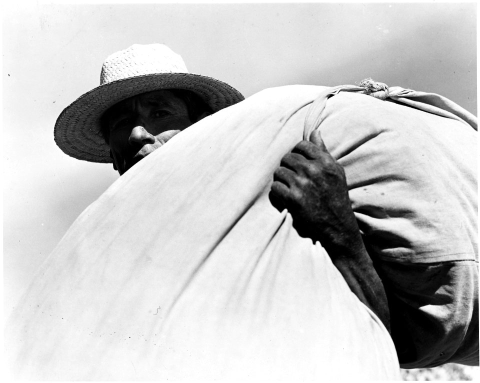 Cortaro Farms, Pinal County, Arizona. Yaqui Indian cotton picker. Some are employed on this ranch th . . . - NARA - 522037
