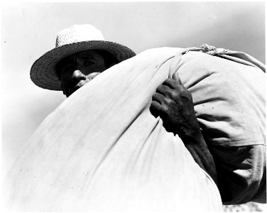 Cortaro Farms, Pinal County, Arizona. Yaqui Indian cotton picker. Some are employed on this ranch th . . . - NARA - 522037
