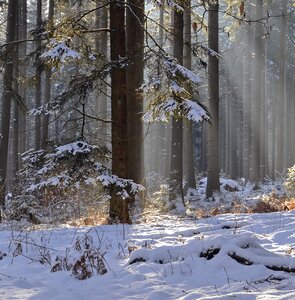 Frost season tree photo