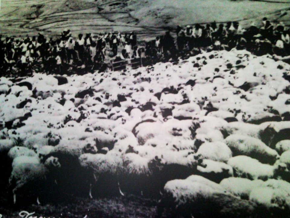 Corvo, início do Séc, XX, rebanho de ovelhas, Arquivo de Villa Maria, Angra do Heroísmo, ilha Terceira, Açores