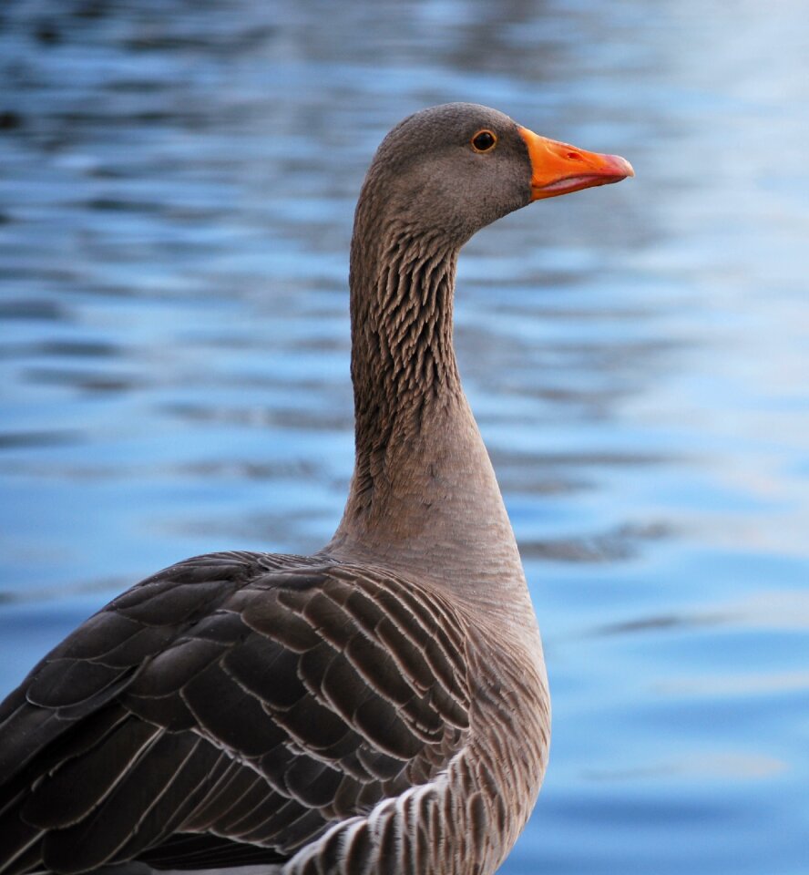Feather waterfowl goose