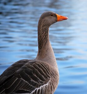 Feather waterfowl goose photo