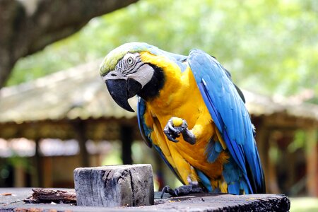 Bird tropical bird brazilian fauna photo