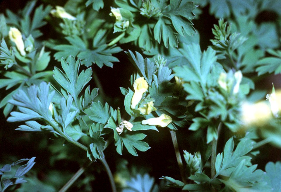 Corydalis flavula NRCS