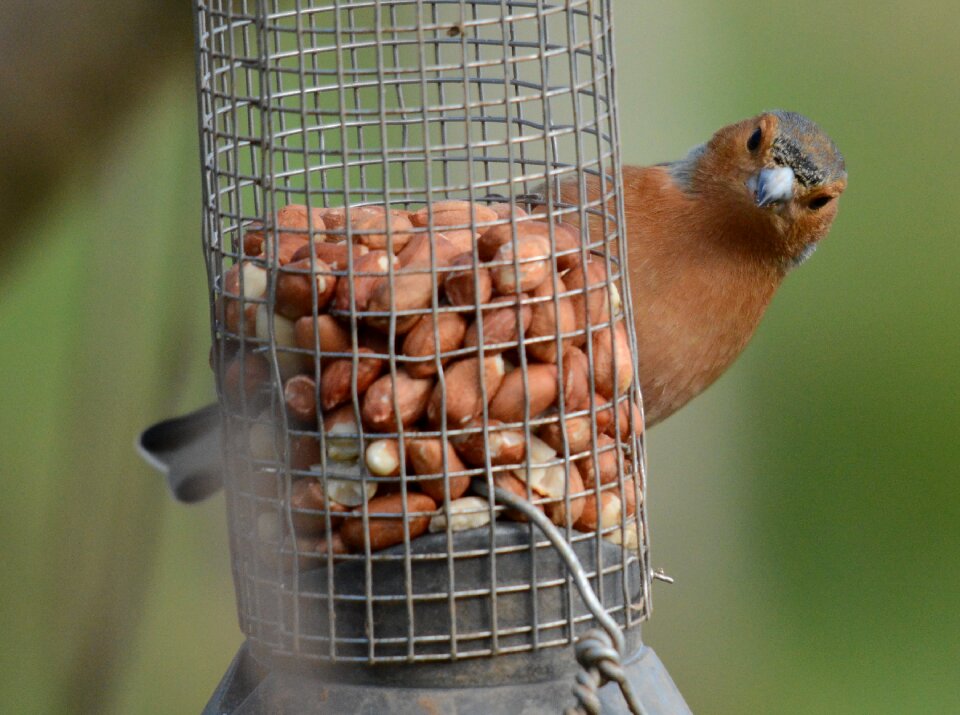 Animal outdoors wing