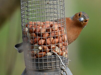 Animal outdoors wing