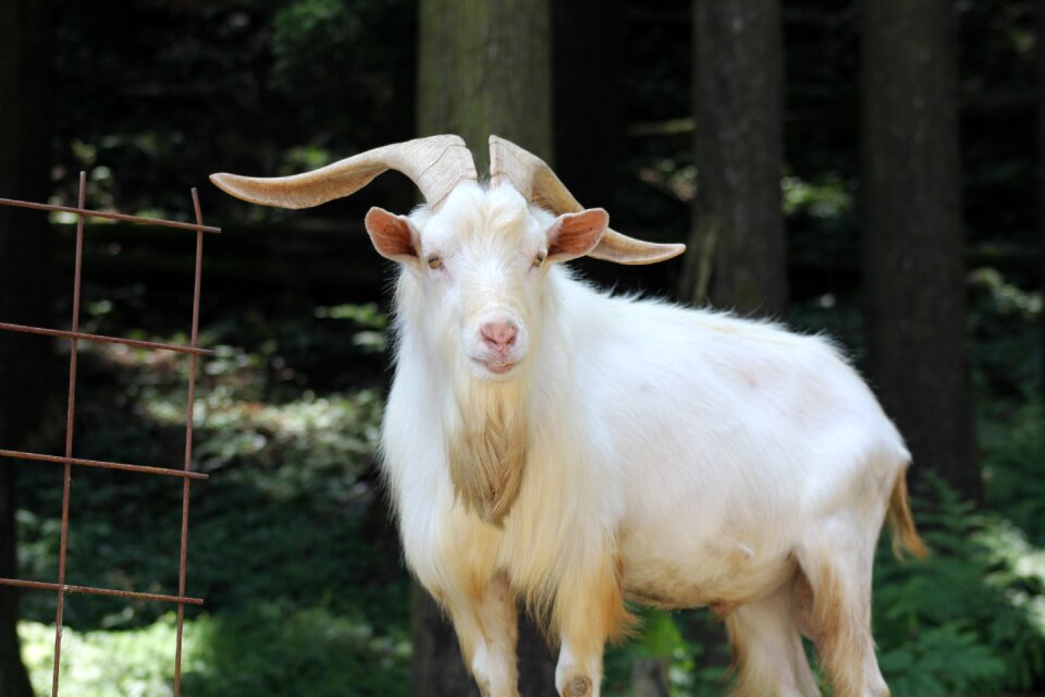 Goat animal zoo