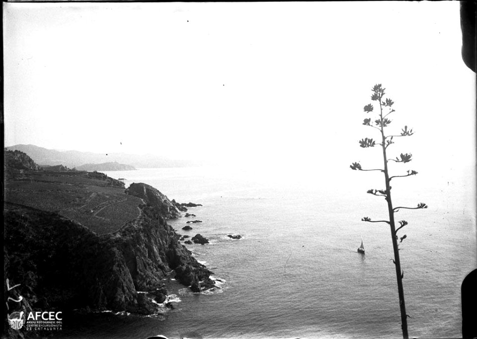 Costa amb una planta en primer terme