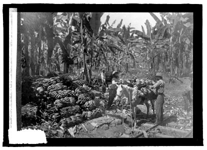 Costa Rica, hauling bananas to cars LCCN2016821756