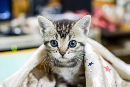 Cute mammal pets