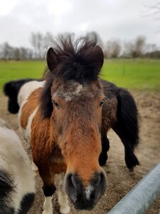 Animals cavalry horse