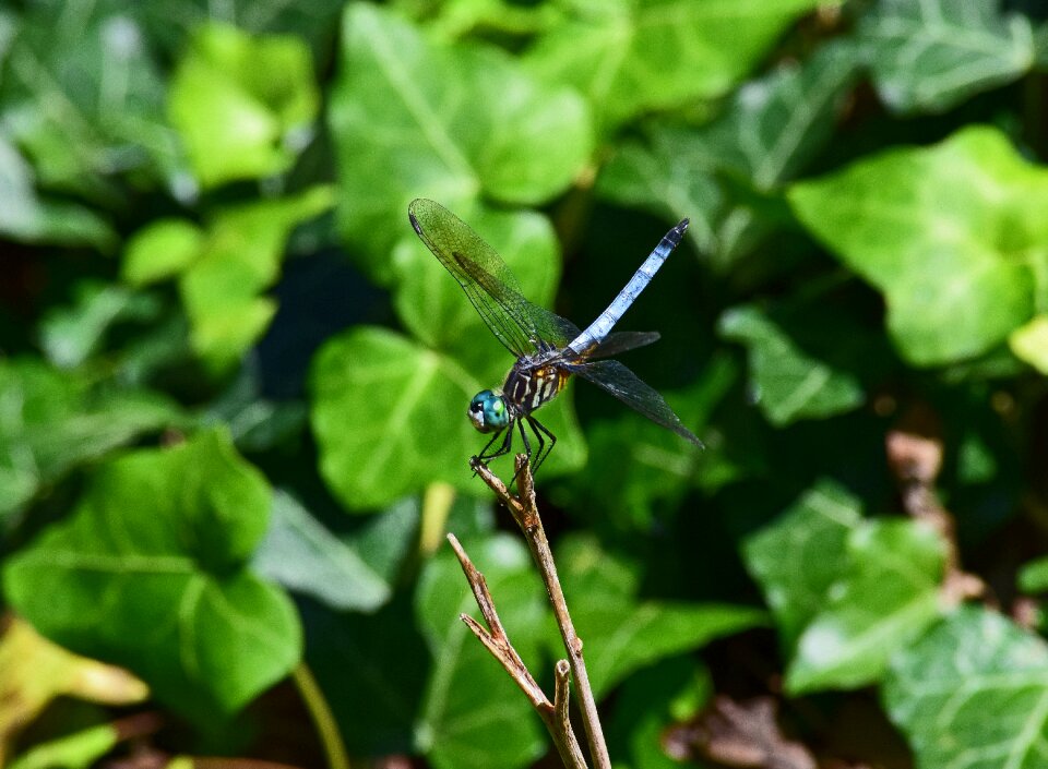 Animal nature summer