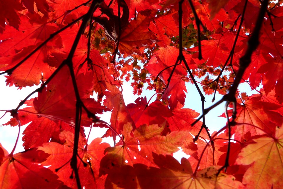 Autumn nature forest