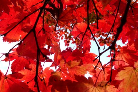 Autumn nature forest