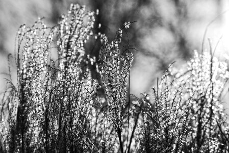 Plume fluffy soft