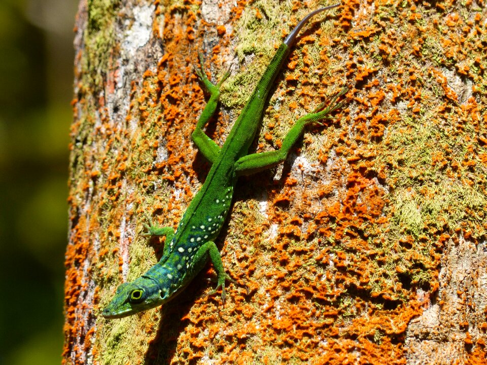 Exotic fauna martinique