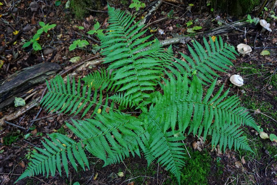Plant nature green