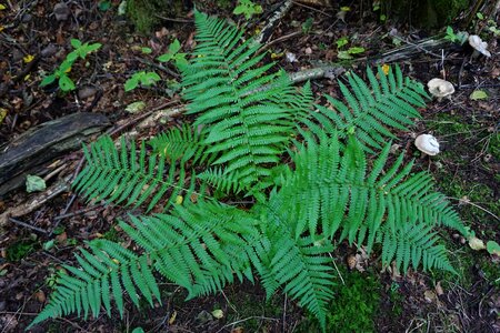 Plant nature green