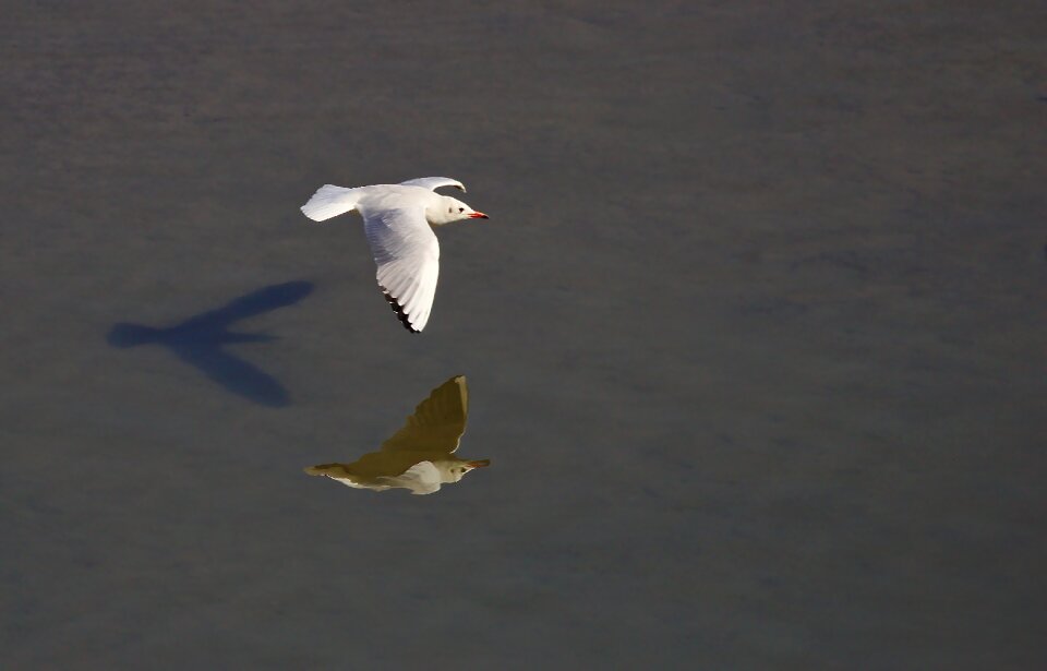 Animal world lake seagull