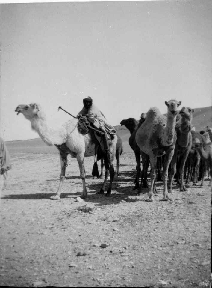Costumes, characters, etc. Camels crossing the desert to Palmyra LOC matpc.00081