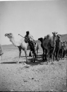 Costumes, characters, etc. Camels crossing the desert to Palmyra LOC matpc.00081