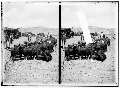 Costumes, characters, etc. Bedouin woman milking goats LOC matpc.01317