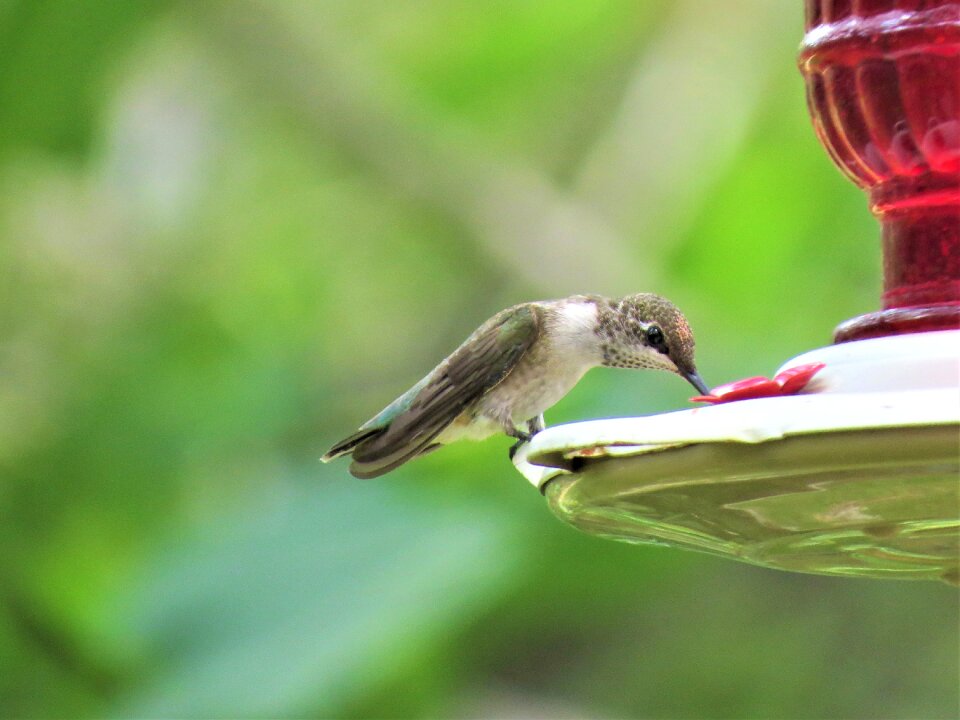 Bird hummingbird wildlife