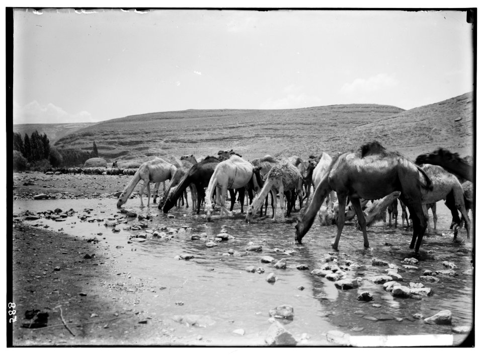 Costumes, characters, etc. Camels drinking LOC matpc.01282