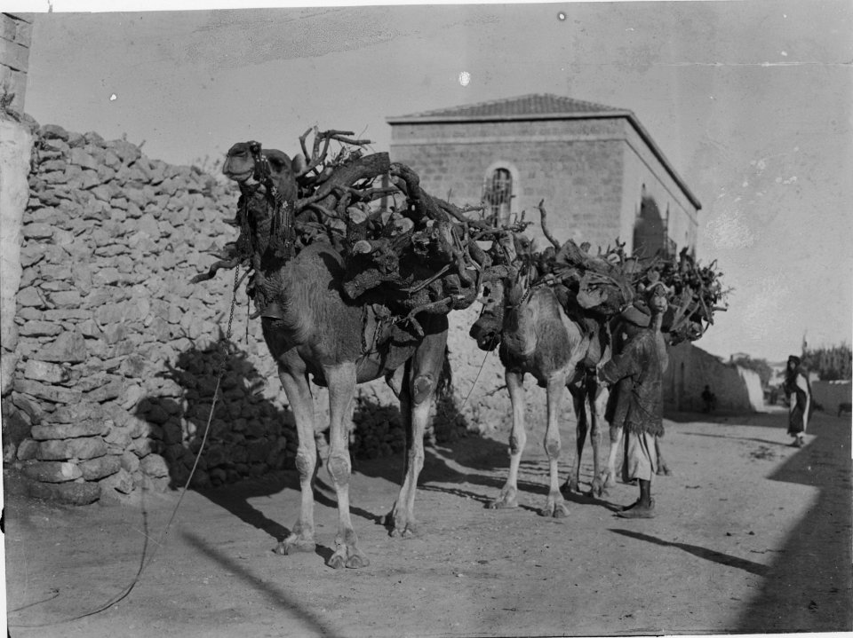 Costumes, characters, etc. Camels laden with olive wood LOC matpc.01281