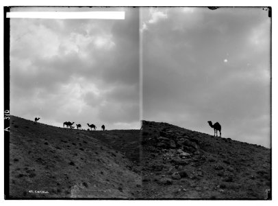 Costumes, characters, etc. Camels in their native haunts, the desert; (Another view of camels) LOC matpc.05250