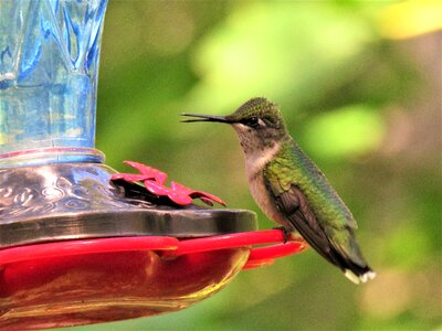 Bird hummingbird wildlife