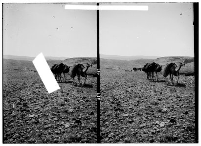 Costumes, characters, etc. Caravan crossing the desert LOC matpc.01280