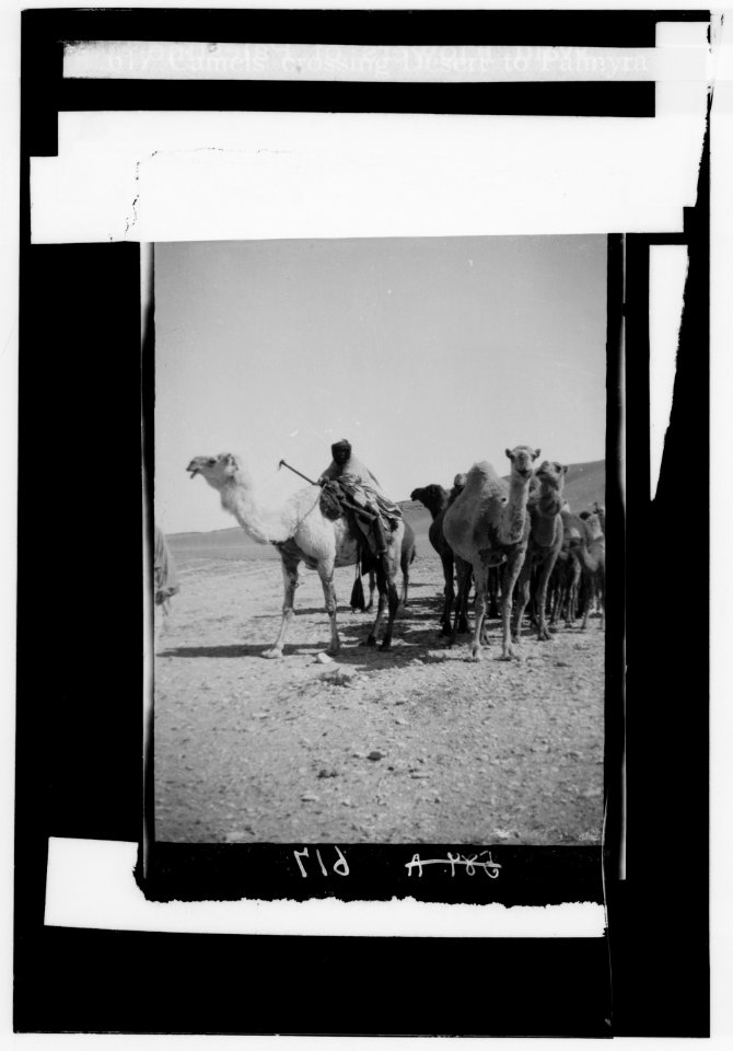 Costumes, characters, etc. Camels crossing the desert to Palmyra LOC matpc.00081