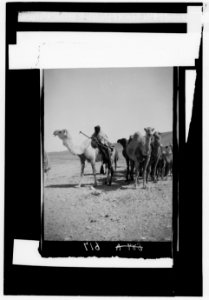 Costumes, characters, etc. Camels crossing the desert to Palmyra LOC matpc.00081