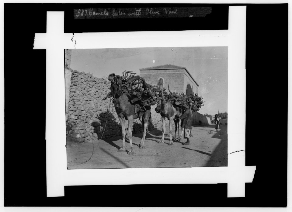 Costumes, characters, etc. Camels laden with olive wood LOC matpc.01281