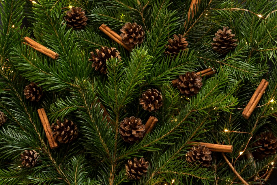 Cone holiday season