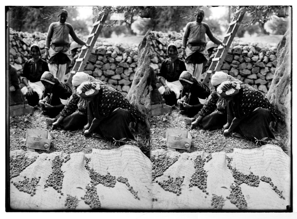 Costumes, characters, etc. Gathering olives from the ground LOC matpc.05625