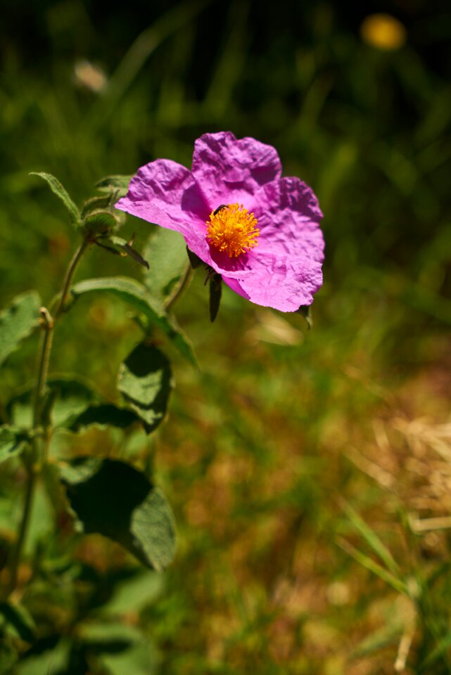Purple flowers spring daisy