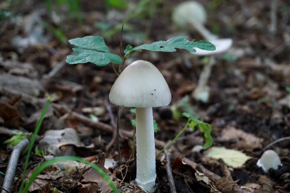 Forest nature autumn