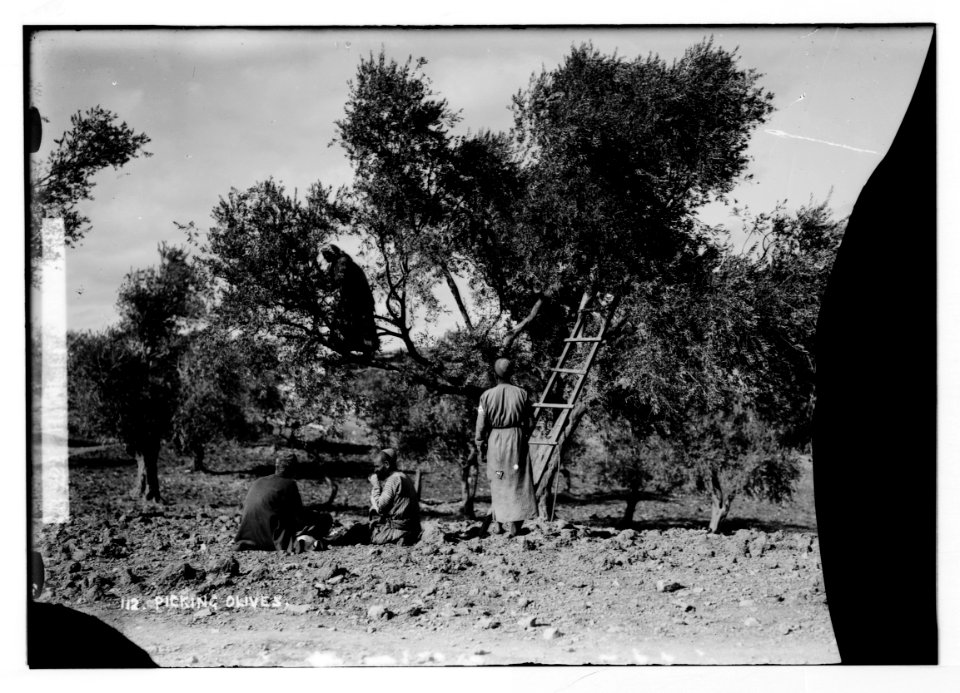Costumes, characters, etc. Harvesting olives LOC matpc.05621