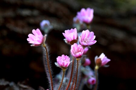 Petal flowering hepatica