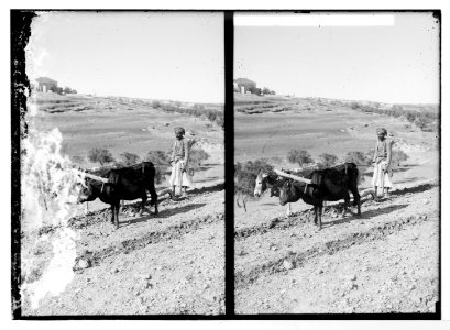 Costumes, characters, etc. Plowing with a cow and an ass LOC matpc.06490
