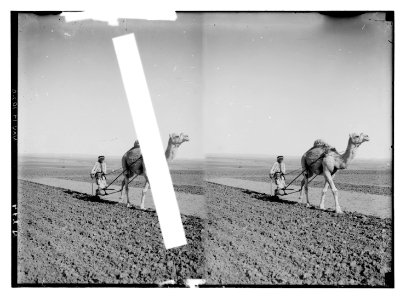 Costumes, characters, etc. Plowing with a camel LOC matpc.11400
